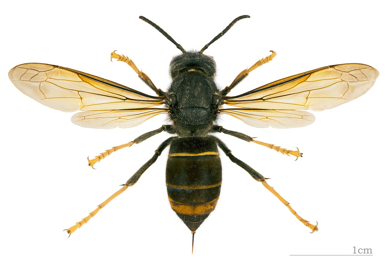 Vespa velutina nigrithorax