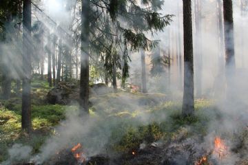 Avviso di pubblicazione - Aggiornamento catasto soprassuoli percorsi dal fuoco
