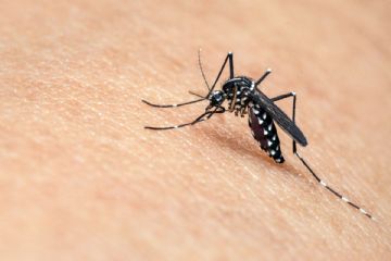 9 Luglio - Interventi repellenti per il contrasto alle popolazioni di zanzara in Piazza XXV Aprile e zone limitrofe